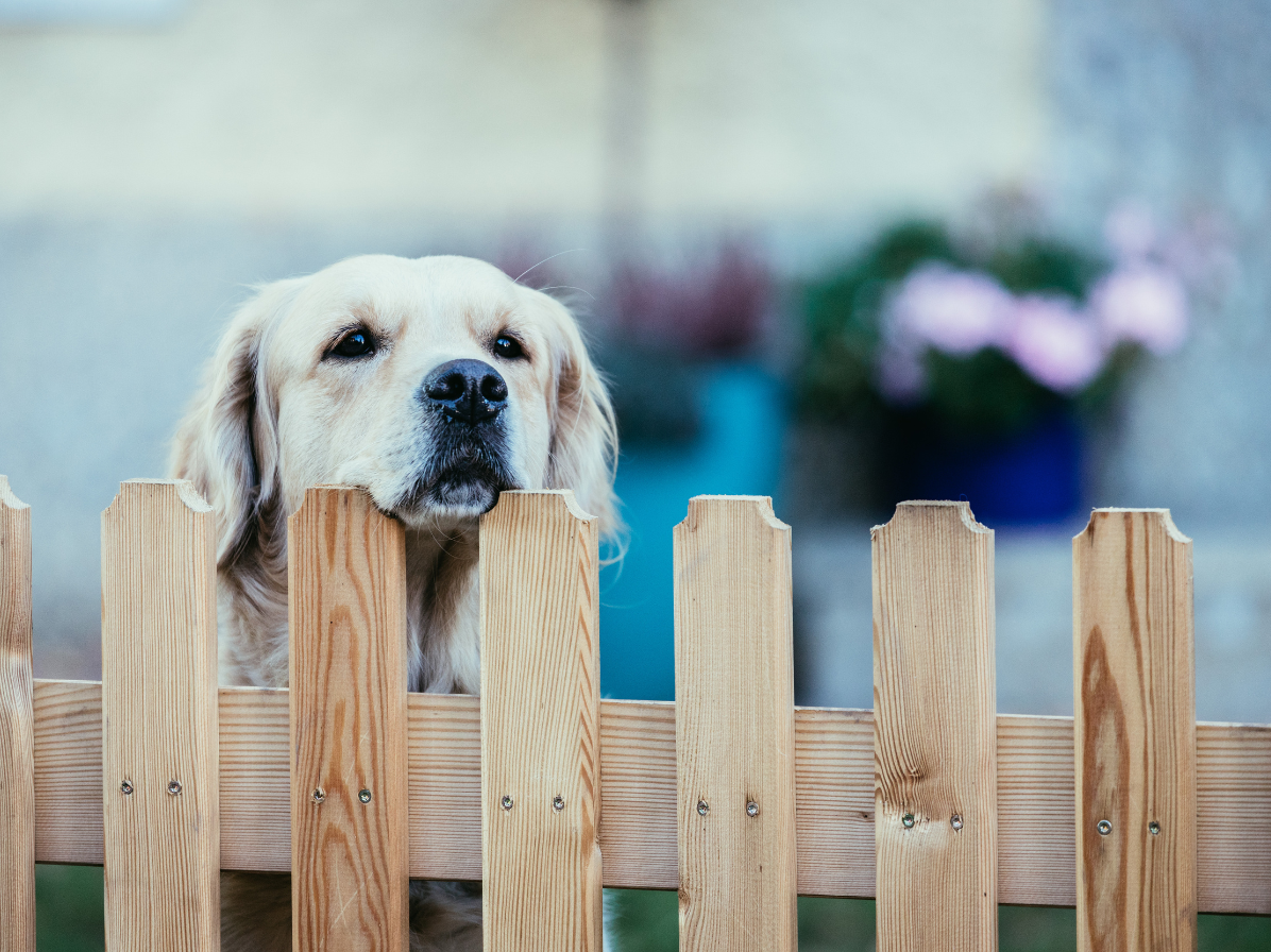 hond in tuin - rememberme pets